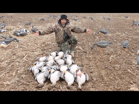 Видео: ГУСЬ 2022. ЛУЧШАЯ ОХОТА СЕЗОНА!!! КЛАССИКА-ГУСЬ С ЯБЛОКАМИ.