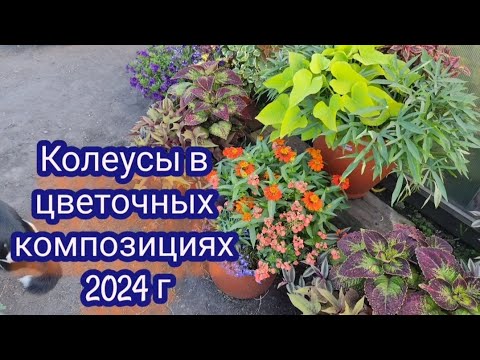 Видео: Цветочные миксы в конце июля. Удачные и неудачные композиции. Часть 1