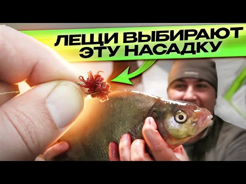 Видео: ЭТА НАСАДКА ЗАСТАВИТ КЛЕВАТЬ ЛЕЩА В ГЛУХОЗИМЬЕ! Рыбалка на леща в феврале.