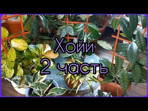 Видео: ХОЙИ🌱2 часть🌸Уход🌱Полив🌸Освещение🌱Удобрение🌱Обзор коллекции🌸Вилбур Грейвз🌸Калимантан🌱Австралис и др