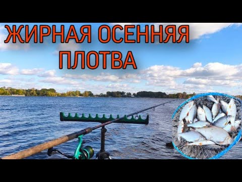Видео: Жирная осенняя плотва на фидер, Жуков острова , Киев.