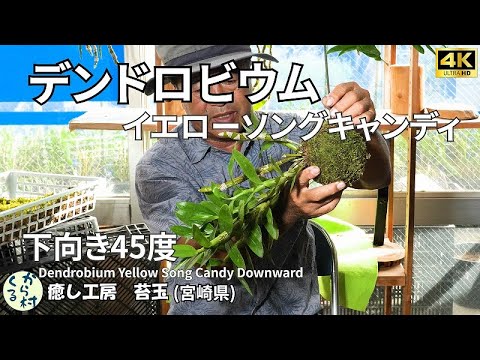 Видео: [Орхидея] Желтый конфетный шар из мха, направленный вниз