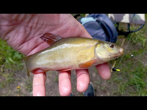 Видео: Микрофишинг.Азартная Рыбалка.