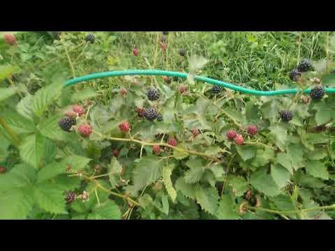 Видео: ежевика,состояние сортов на 1.09.22 , Ивановская обл.