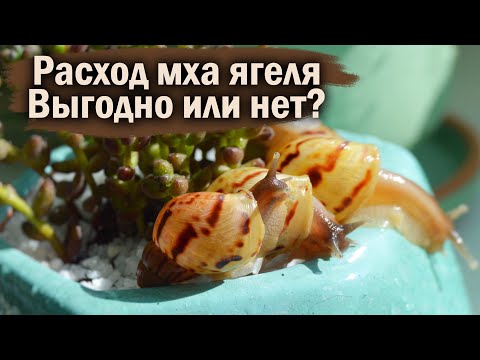 Видео: УБОРКА У ДРЕВЕСНЫХ УЛИТОК