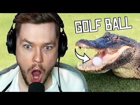 Видео: сумасшедшие моменты, запечатленные вживую..