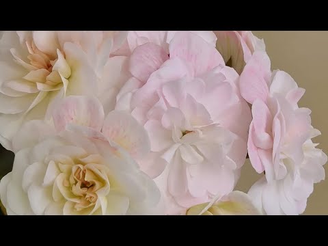 Видео: НЕВА Аврора, Сириус, Аметист. Отчет по сортам селекционера Ирины Ким.