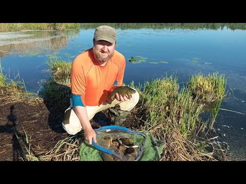 Видео: Ловля линя на поплавок!