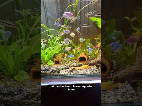 Видео: полезни риби 2/useful fishes2