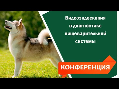 Видео: Доклад на конференции ветеринаров на тему: Видеоэндоскопия в диагностике пищеварительной системы