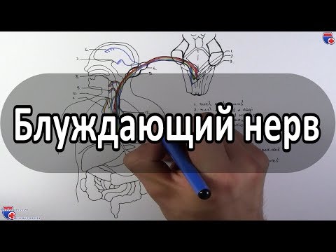 Видео: Блуждающий нерв - nervus vagus (вагус) - meduniver.com