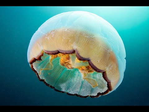 Видео: Кишечнополостные - 1