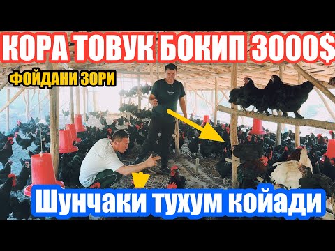 Видео: +998 50-277-50-05 Андижон кора товуклари сер даромат иш