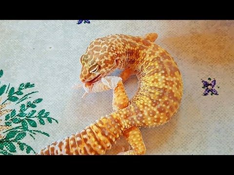 Видео: Стоит ли заводить эублефара