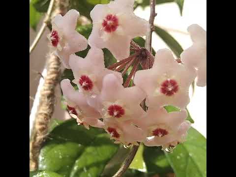 Видео: #259 Урра! Она зацвела! Первое цветение хойи