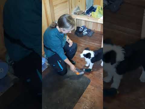 Видео: Тестирование щенков на психику и темперамент