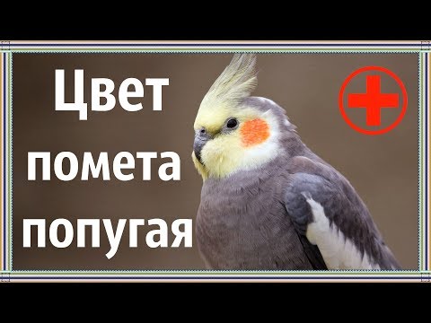 Видео: Изменение цвета помета у попугая. Почему это может происходить.