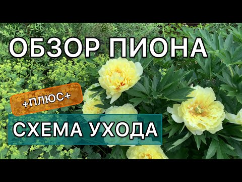 Видео: Лучший ЖЁЛТЫЙ ПИОН. ИТО-гибрид Бартзелла