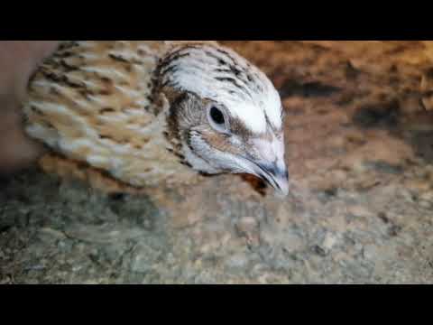 Видео: Селекция перепелов