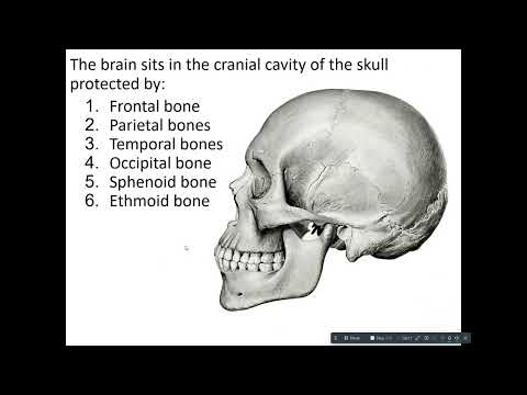Видео: Лекция AP1 Мозг 3