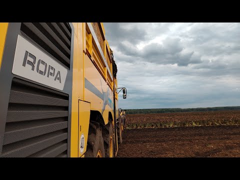 Видео: Сахарная свёкла 😉2025 