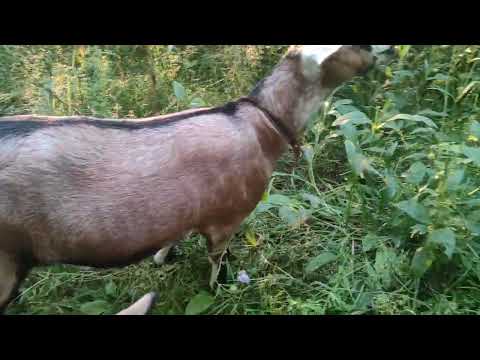 Видео: Закат в перелеске