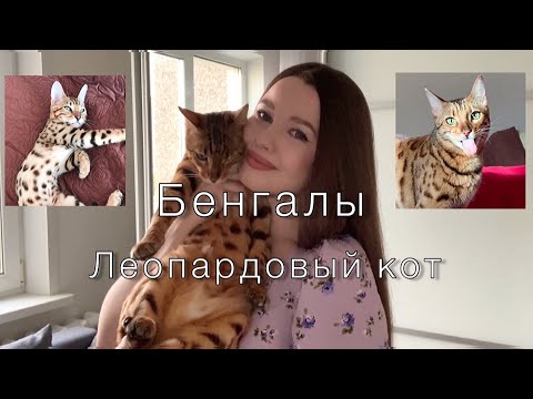 Видео: Бенгалы. Кому категорически нельзя заводить !