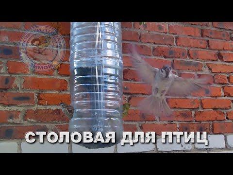 Видео: Синицы воробьи зеленушка