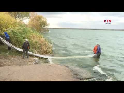 Видео: На Нововоронежской АЭС выпустили в пруд 6 тонн мальков толстолобика