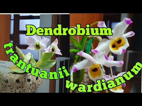 Видео: Dendrobium wardianum и  Dendrobium trantuanii первое цветение.