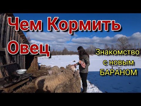 Видео: Как нужно кормить ОВЕЦ