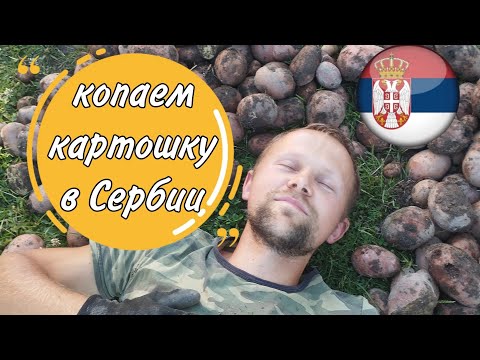 Видео: Урожай картошки 2024 года в Сербии