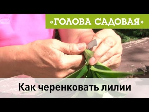 Видео: Голова садовая - Как черенковать лилии