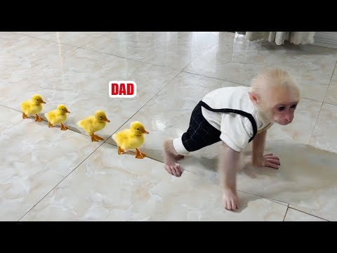 Видео: Когда детеныш обезьяны Зика станет папой!