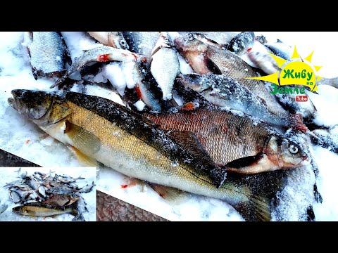 Видео: Как я ловлю судака зимой. Тактика неповторима )))