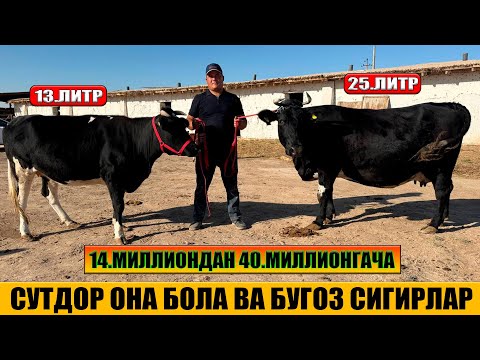 Видео: СУТДОР ОНА БОЛА ВА БУГОЗ СИГИРЛАР АРЗОН НАРХДА 06-10-2025г