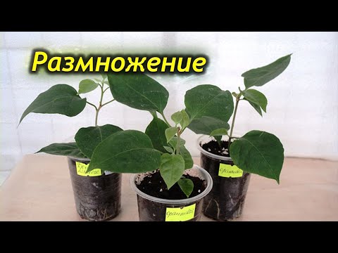 Видео: Способы размножения Бугенвиллии в домашних условиях.