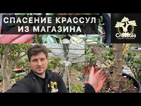 Видео: СПАСЕНИЕ ДЕНЕЖНОГО ДЕРЕВА ИЗ МАГАЗИНА / КРАССУЛА ОВАТА / ТОЛСТЯНКА / СУККУЛЕНТЫ