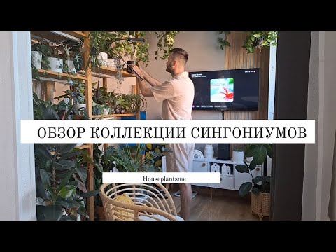 Видео: ЦВЕТОЧНЫЙ ВЛОГ #9 || ОБЗОР КОЛЛЕКЦИИ СИНГОНИУМОВ || МОНСТЕРА ДЕЛИКАТЕСНАЯ