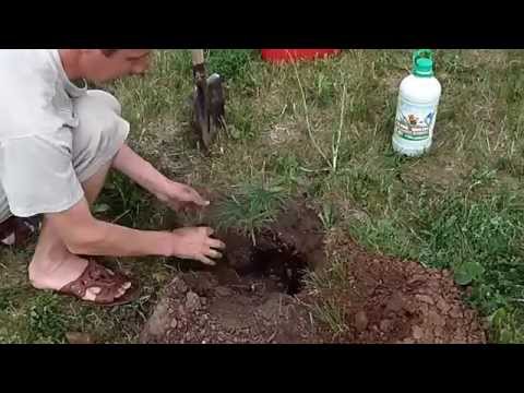 Видео: Как правильно посадить кедр