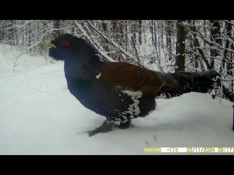 Видео: В ТАЙГУ НА БУРАНЕ. КАДРЫ С ФОТОЛОВУШКИ.