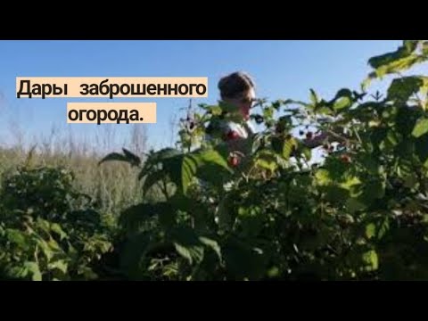 Видео: За малиной, и просто скучный влог😉