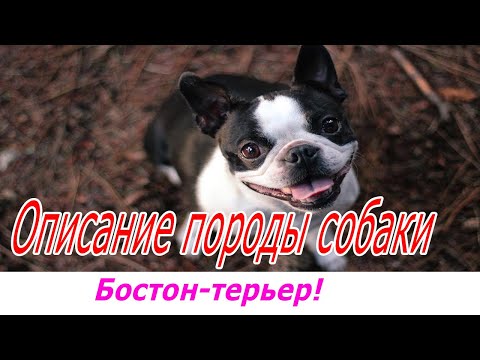Видео: Бостон терьер описание породы собаки!
