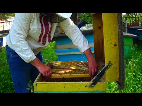 Видео: ✅Отводок спустя десять дней. Что я делаю с лишними свищевыми маточниками. Пасека где всё просто!!!