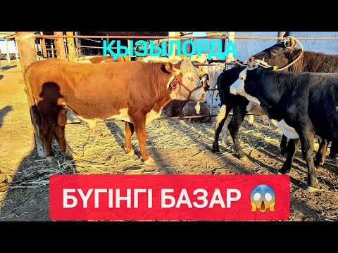 Видео: ҚЫЗЫЛОРДА МАЛ БАЗАРЫ, ҚАШАР БАСПАҚ СИЫР, БҰҚА БАҒАЛАРЫ.