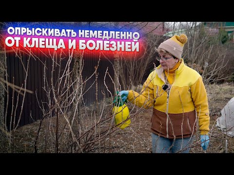 Видео: Опрыскивать немедленно   от клеща и болезней