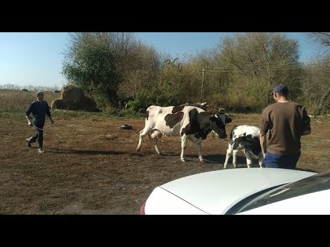 Видео: Купили новую Корову//Кто остался и кого больше нет в нашем хозяйстве.