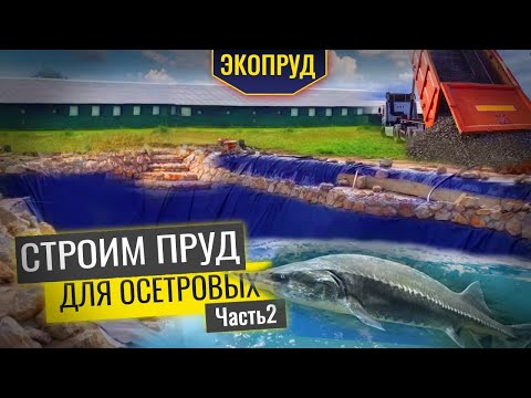 Видео: Строительство пруда для осетровых(часть2)