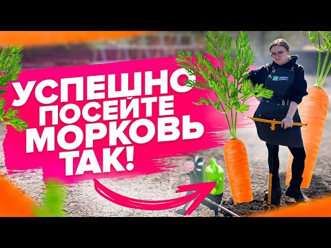 Видео: МОРКОВЬ БУДЕТ РОВНОЙ! Простой посев моркови