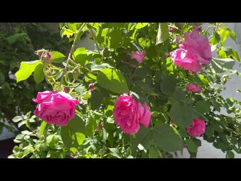 Видео: Pembe Gül şerbeti 🌹rose syrup 🌹сироп от роза